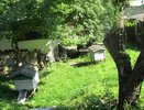 Раздраженные плохим отношением пчелы напали на кировчан