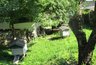 Раздраженные плохим отношением пчелы напали на кировчан