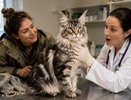 Принесла с улицы обычного котенка: через полгода ветеринар ахнул — это оказалась редчайшая порода