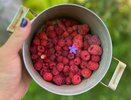 Самая переоцененная ягода на рынке: продавцы дерут три шкуры, а вкуса — как от обычной воды