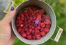 Самая переоцененная ягода на рынке: продавцы дерут три шкуры, а вкуса — как от обычной воды