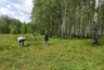 Ягоды долголетия собирают в лесах Кировской области