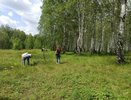 Эти ягоды и грибы Вятки приумножают мужское здоровье