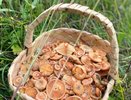 Вкуснейший гриб в России - не боровик и даже не рыжик: его собирают только опытные грибники, новички проходят мимо