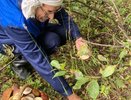 Белые грибы собирают в Кировской области: карта грибных мест