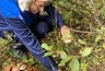 Белые грибы собирают в Кировской области: карта грибных мест