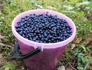 Где в кировских лесах собирать чернику: 5 ягодных мест