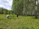Жены собирают в Кирове увеличивающие мужское здоровье ягоды и грибы