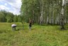 Жены собирают в Кирове увеличивающие мужское здоровье ягоды и грибы