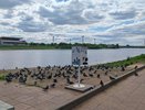 В Кирове разгорелся скандал из-за фотографий с кудрявыми голубями