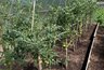 Три золотых правила обрезки томатов: кусты крепкие, плоды с кулак, фитофторы нет