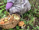 Где собирают белые и красные грибы: карта грибных мест Кировской области