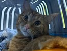 В Кирове упавший с 14 этажа кот чудом остался жив