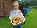 Семья из Кирова собрала 25 литров лисичек за полтора часа