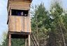 В Кировской области начался сезон охоты на бурого медведя