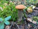Дождь прошёл — корзину в руки? Не спешите: вот когда лучше идти за грибами, чтобы не принести домой мокрую «кашу»
