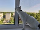 Пластиковые окна отнесите на мусорку: дизайнеры в 2026 внедряют новый материал отделки - бесшумный, долговечный и стильный