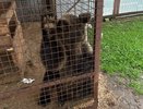 "Животные истощены, медведь сидит в 5 метрах": волонтеры требуют проверки приюта в Кирово-Чепецке
