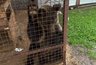 "Животные истощены, медведь сидит в 5 метрах": волонтеры требуют проверки приюта в Кирово-Чепецке