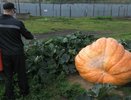 Заключенный из Кирово-Чепецка вырастил тыкву весом в 475 килограммов