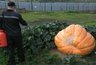 Заключенный из Кирово-Чепецка вырастил тыкву весом в 475 килограммов
