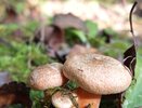 Эти 6 грибов можно подать почти сырыми: рыжики, белые и ещё 4 варианта для необычных закусок