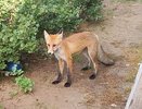 Лисенок поселился у жилых домов под Котельничем