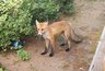 Лисенок поселился у жилых домов под Котельничем