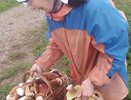Какие грибы есть в Кировской области: появилась карта мест для грибников