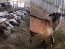 В Кировской области решили судьбу 280 коз после банкротства фермы