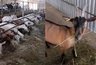 В Кировской области решили судьбу 280 коз после банкротства фермы