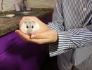 В Кирове хомяк устроил хозяйке проблемы после укуса человека