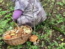 Грибы больше не смерзаются в один ком: 3 способа правильно заморозить их на зиму
