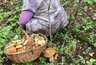 Грибы больше не смерзаются в один ком: 3 способа правильно заморозить их на зиму