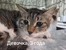 В кировской ветклинике 11 кошек ищут новый дом