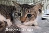 В кировской ветклинике 11 кошек ищут новый дом