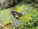 В Кирове массово гибнут утки из-за загадочной трубы