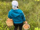 Где есть грибы в Кировской области: карта мест на осень
