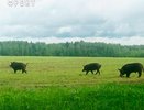 Опасное соседство: из-за суперсвиней в Афанасьево досталось чиновникам