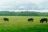 Опасное соседство: из-за суперсвиней в Афанасьево досталось чиновникам
