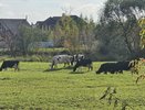 Кировские коровы стали продуктивнее