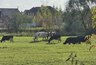 Кировские коровы стали продуктивнее