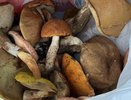 Сколько раз сливать воду при варке лесных грибов: правило для белых, подберёзовиков, сморчков и других видов