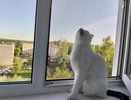 Эпоха пластиковых откосов ушла раз и навсегда: вот какая отделка окон в 2026 году в тренде - выглядит дорого и не воняет пластиком