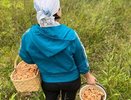 Какие грибы собирают ведрами под Кировом в начале осени