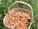 Родственник рыжика - вкусный, нежный и мясистый: грибники его обходят стороной, а зря - он как деликатес