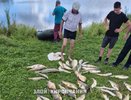 "Кладбище для рыбы": в Кильмезском районе сообщили о море рыбы