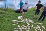 "Кладбище для рыбы": в Кильмезском районе сообщили о море рыбы