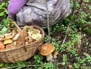 Этот гриб называют лесной курицей, а вы не кладете его в корзину: забытый деликатес, который я жарю сковородками