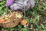 Этот гриб называют лесной курицей, а вы не кладете его в корзину: забытый деликатес, который я жарю сковородками